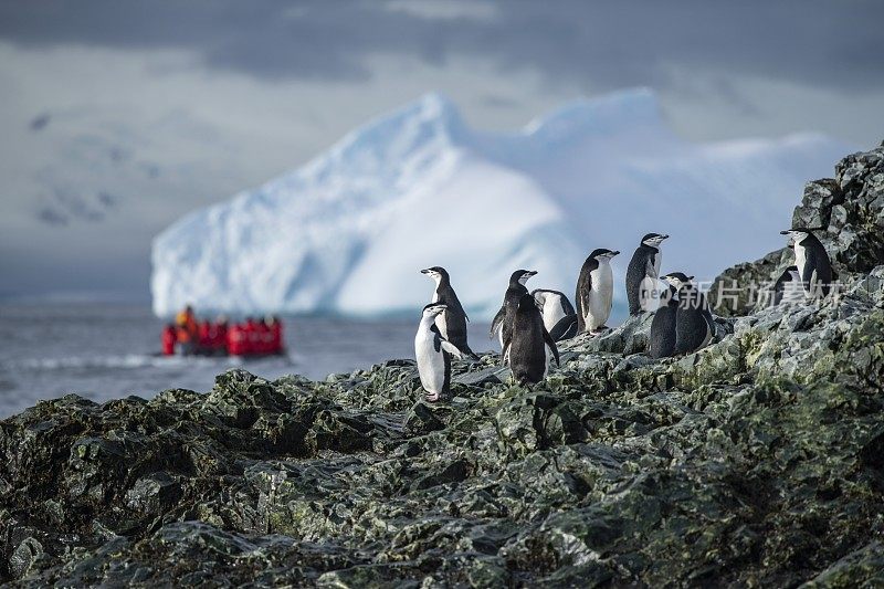 几只帽带企鹅(Pygoscelis antarctic)站在一个岩石斜坡上，而背景是一艘Zodiac橡胶摩托艇和一艘探险游轮上的乘客接近一个大冰山